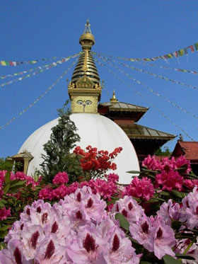 Buddistischer Tempel mit vergoldeter Kuppel. Im Vordergrund blühen wunderschöne Rhododendron.