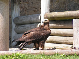 Adler in seinem Gehege