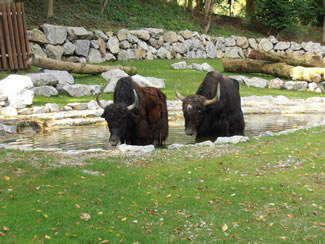 Büffel in einem Wasserloch im Tiergarten Straubing